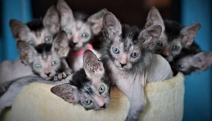 The girl is engaged in breeding a rare breed of cats.