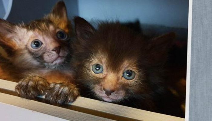 The girl is engaged in breeding a rare breed of cats.