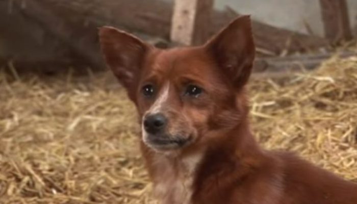 Little dog begins sobbing uncontrollably when the cow that raised him gets taken away
