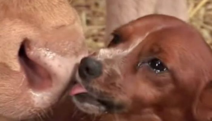 Little dog begins sobbing uncontrollably when the cow that raised him gets taken away
