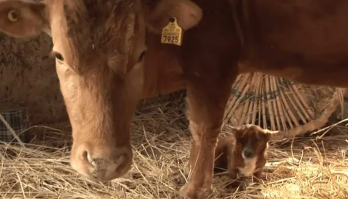 Little dog begins sobbing uncontrollably when the cow that raised him gets taken away