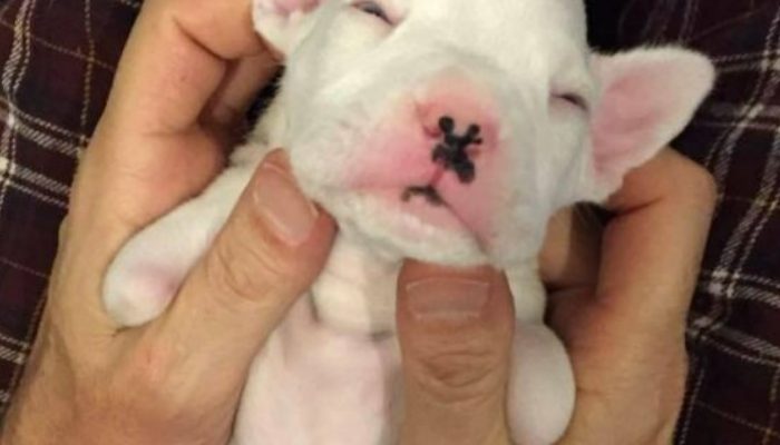 Owner refuses to euthanize a little dog without front legs and chooses to give him a chance