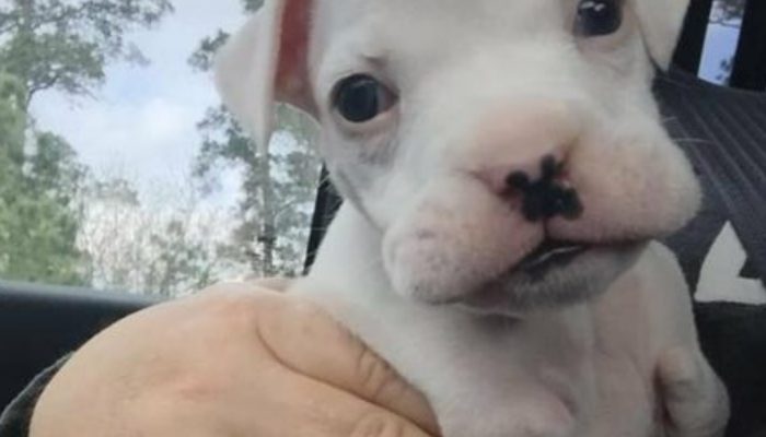 Owner refuses to euthanize a little dog without front legs and chooses to give him a chance