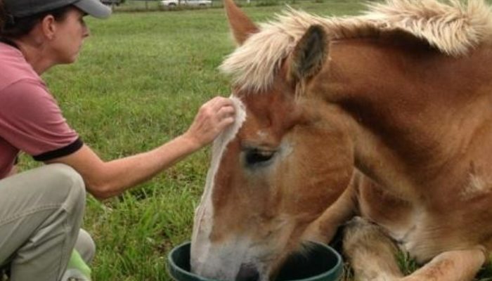Two horses were passed on to the kindness of destiny when a caring lady protected them allowing a second opportunity to life