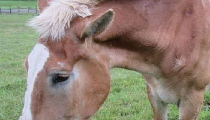 Two horses were passed on to the kindness of destiny when a caring lady protected them allowing a second opportunity to life