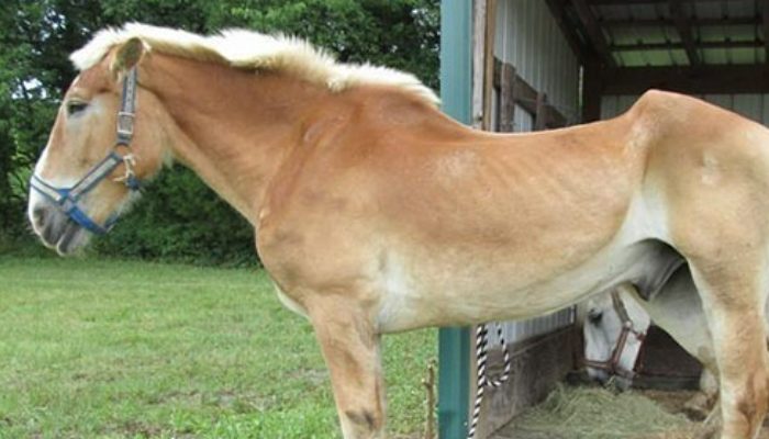 Two horses were passed on to the kindness of destiny when a caring lady protected them allowing a second opportunity to life