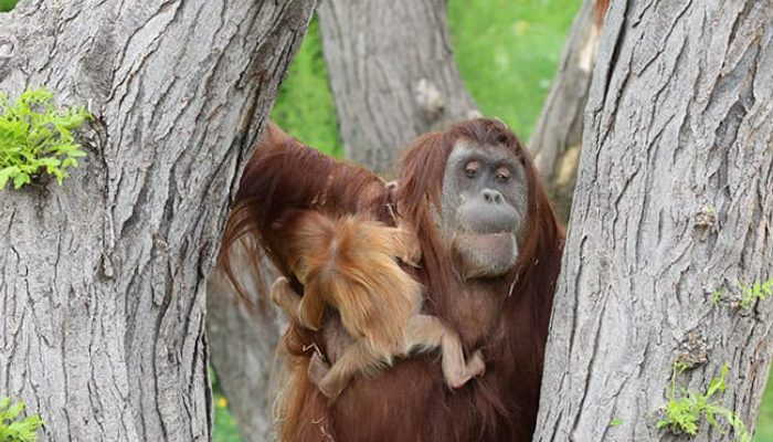 Father orangutan assumes full liability for bringing up his girl after mother deserted her