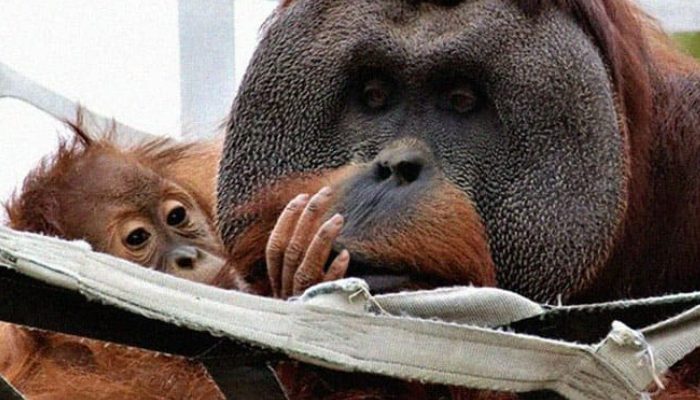 Father orangutan assumes full liability for bringing up his girl after mother deserted her