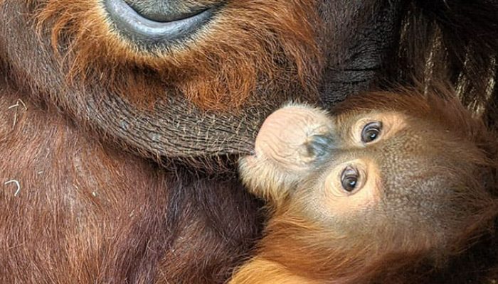 Father orangutan assumes full liability for bringing up his girl after mother deserted her