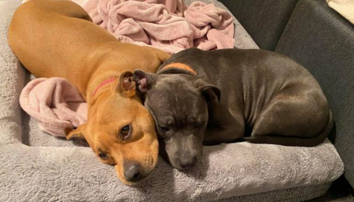 Seriously harmed doggy protects her sibling from snake assault and gets back following a month of recuperation