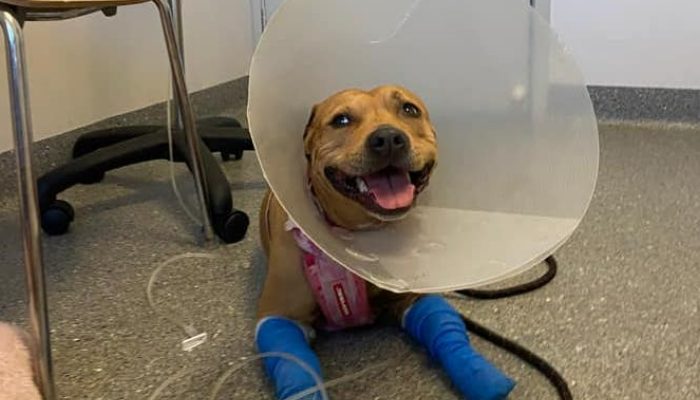 Seriously harmed doggy protects her sibling from snake assault and gets back following a month of recuperation