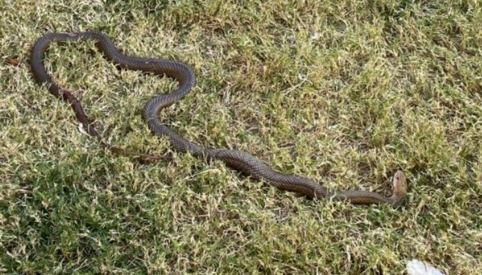 Seriously harmed doggy protects her sibling from snake assault and gets back following a month of recuperation