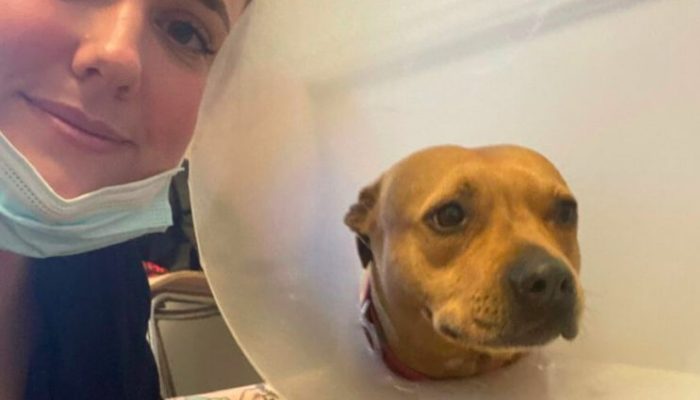 Seriously harmed doggy protects her sibling from snake assault and gets back following a month of recuperation