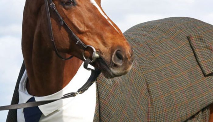 Horse gets a custom tailored tuxedo and looks totally astonishing