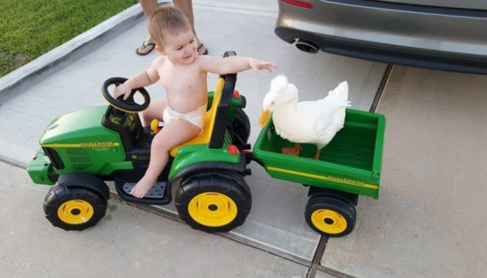 Baby and his duck eat, play and sleep together all the time