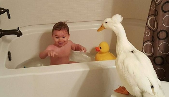 Baby and his duck eat, play and sleep together all the time