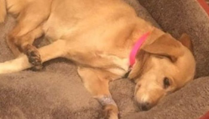 Young man got woken up in the middle of the evening and found a homeless dog in his parlour