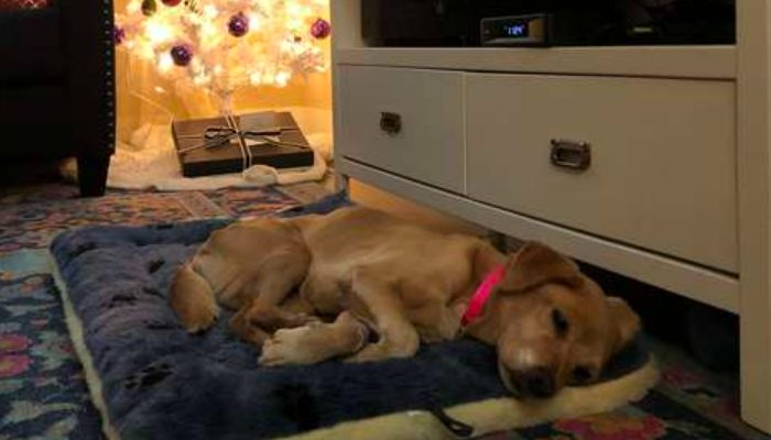 Young man got woken up in the middle of the evening and found a homeless dog in his parlour