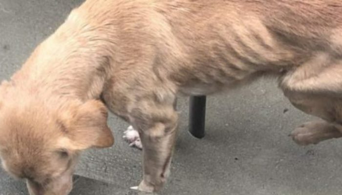 Young man got woken up in the middle of the evening and found a homeless dog in his parlour