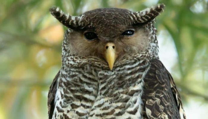 Meet the spotted hawk owl 'Satan bird' with hearts on its plumes