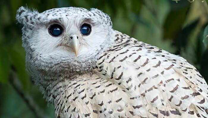 Meet the spotted hawk owl 'Satan bird' with hearts on its plumes