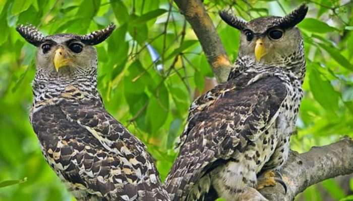 Meet the spotted hawk owl 'Satan bird' with hearts on its plumes