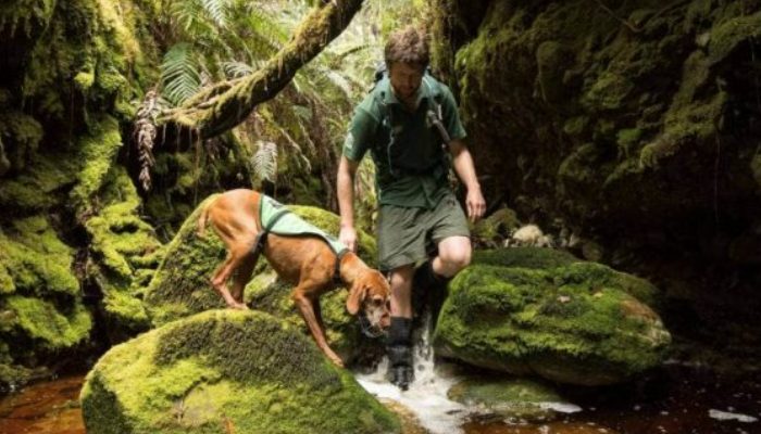 A NZ preservation canine that rescued 1700 kiwi birds from termination, has retired.