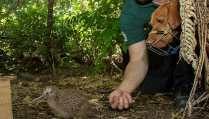 A NZ preservation canine that rescued 1700 kiwi birds from termination, has retired.