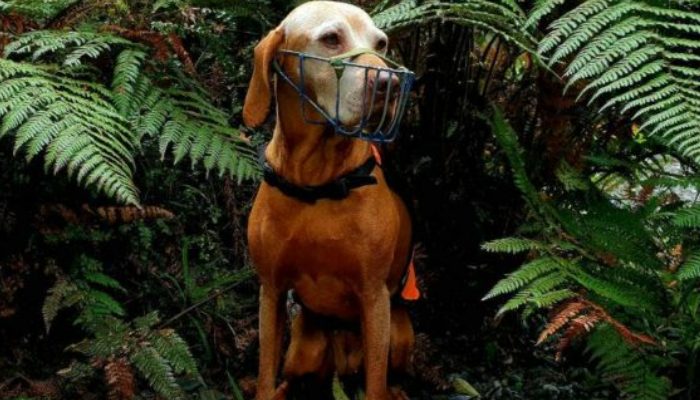 A NZ preservation canine that rescued 1700 kiwi birds from termination, has retired.