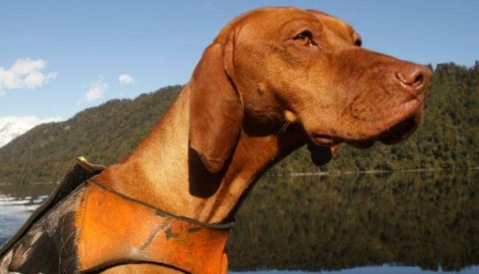 A NZ preservation canine that rescued 1700 kiwi birds from termination, has retired.