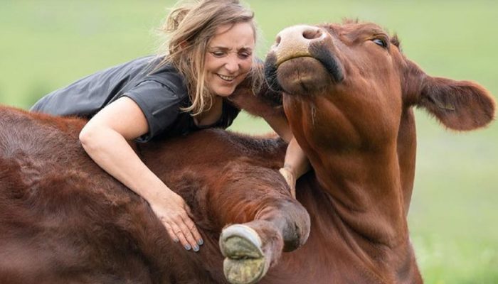 Who would imagine that a huge bull and a girl would be the best friends