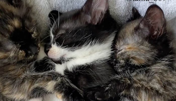 Strange cries from the outside, turned out there were small kittens