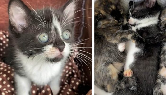 Strange cries from the outside, turned out there were small kittens
