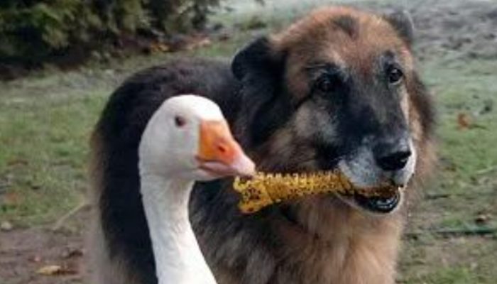 After becoming great friends with a goose, an aggressive German Shepherd that was set to be put down, changed his behaviour