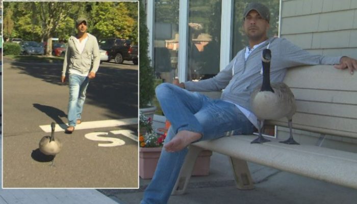 Rescued goose follows his saviour everywhere and won't leave his side