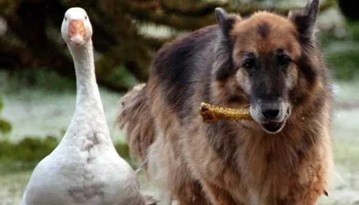After becoming great friends with a goose, an aggressive German Shepherd that was set to be put down, changed his behaviour