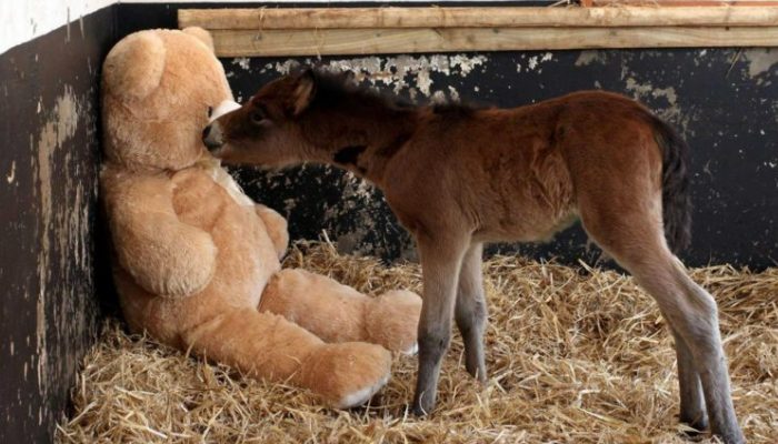 When his mother abandons him, a baby horse seeks refuge in a huge teddy bear