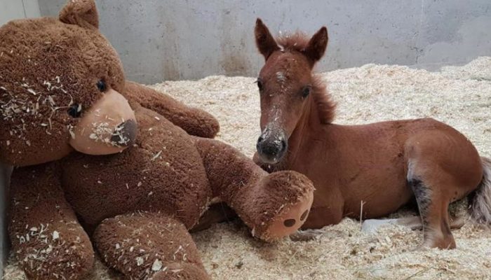 When his mother abandons him, a baby horse seeks refuge in a huge teddy bear