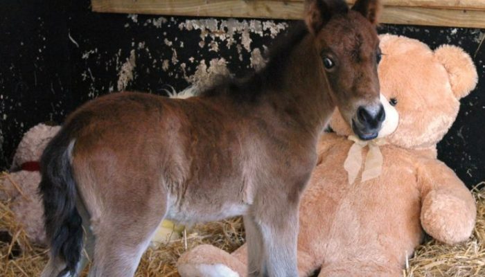 When his mother abandons him, a baby horse seeks refuge in a huge teddy bear