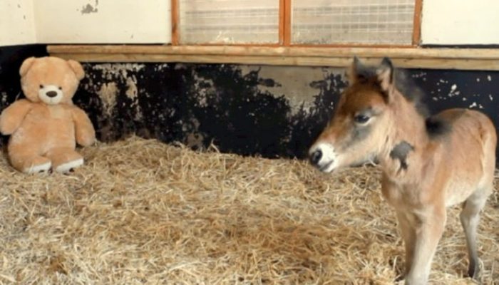 When his mother abandons him, a baby horse seeks refuge in a huge teddy bear