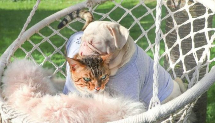 Meet the delightful pink pug Milkshake that won everybody's heart