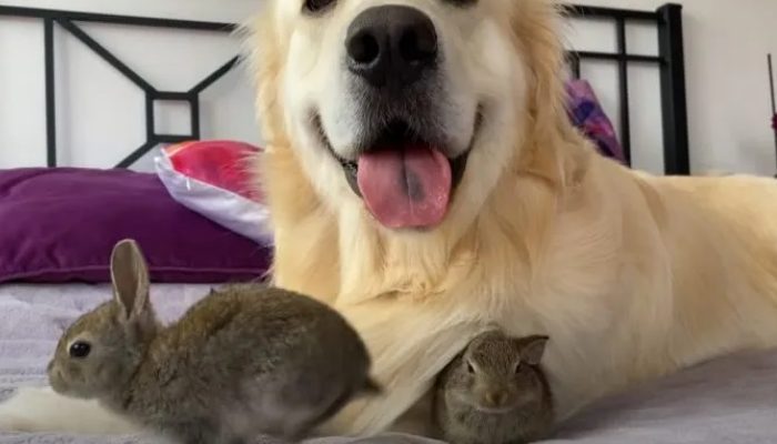 This dog adopted four charming rabbits and they are inseparable