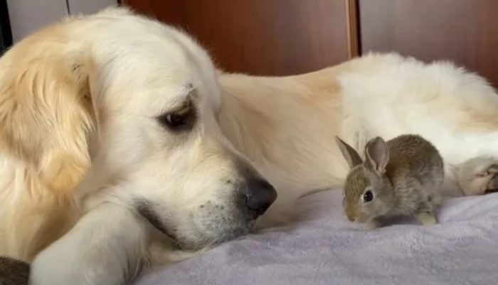 This dog adopted four charming rabbits and they are inseparable