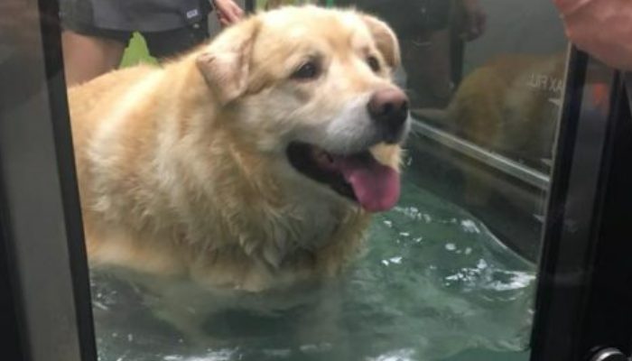 The vet declined the coldblooded proprietors' demand to put down their overweight dog