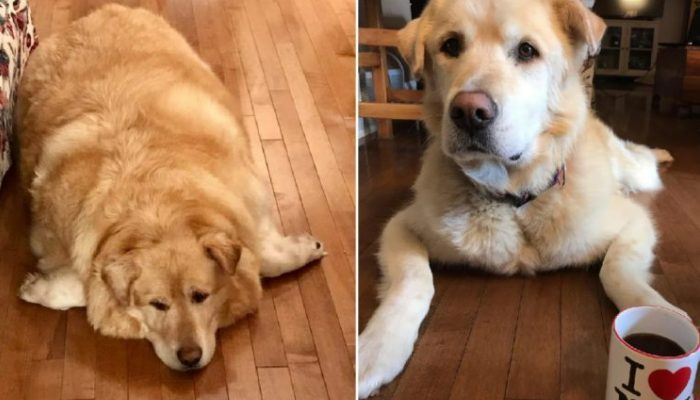 The vet declined the coldblooded proprietors' demand to put down their overweight dog