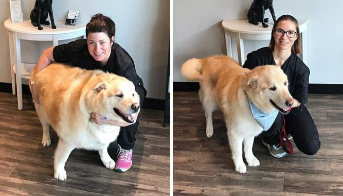 The vet declined the coldblooded proprietors' demand to put down their overweight dog