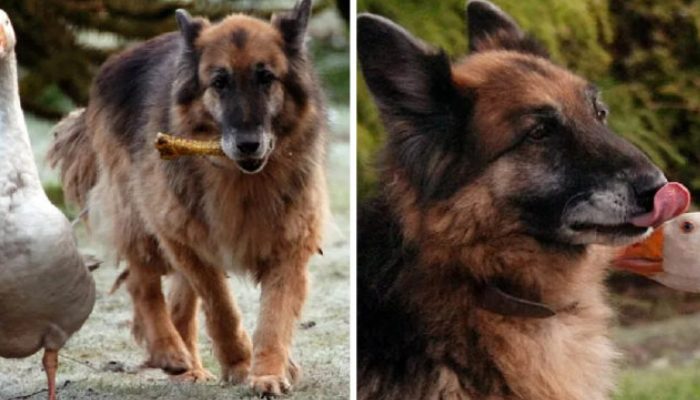 After becoming great friends with a goose, an aggressive German Shepherd that was set to be put down, changed his behaviour