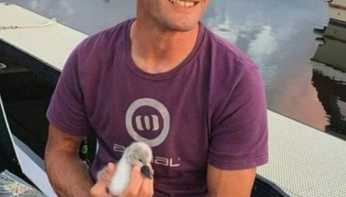 Swans and their newborn babies are saved from drowning by the efforts of an adventurous guy