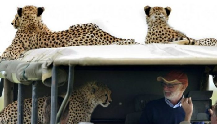 A cheetah meets a man as he enters a safari vehicle, where he will spend the night