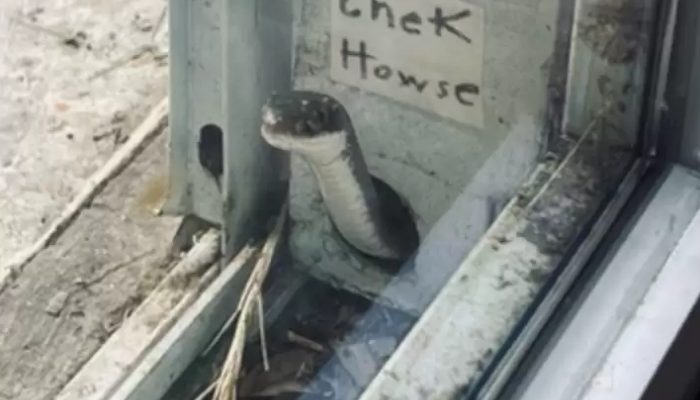 A poisonous snake has taken up residence behind her screen door and has become a very dear companion to her